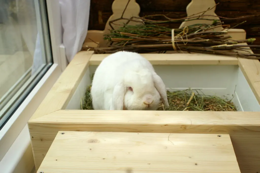Mümmelörtchen XL Design Hasen