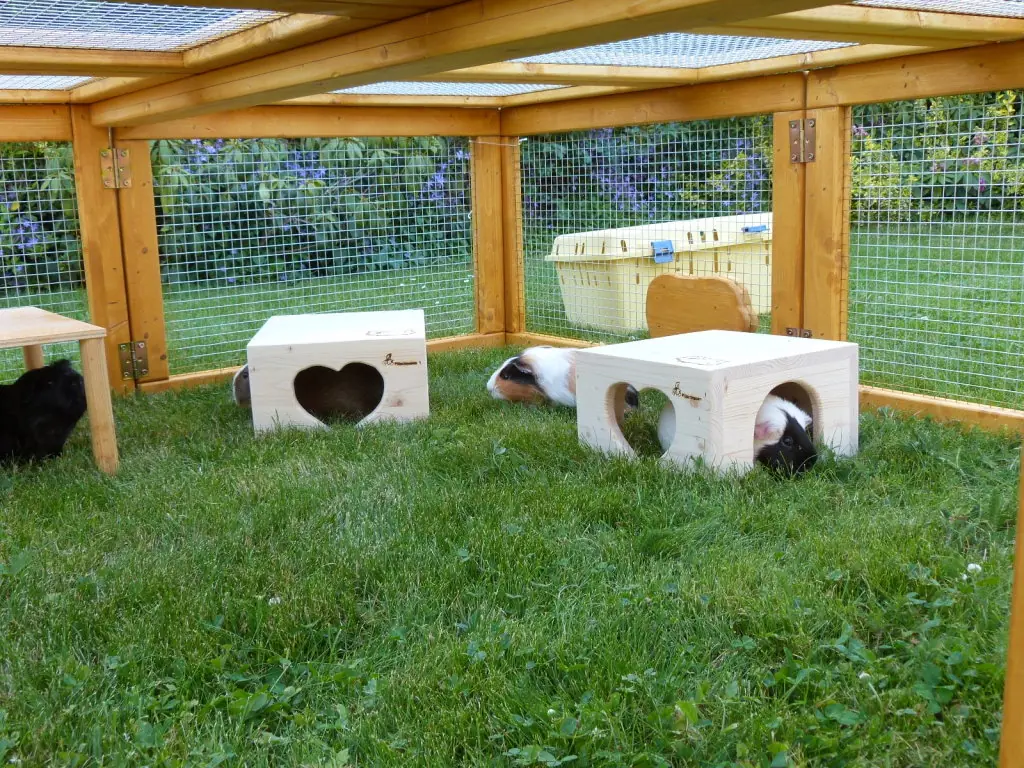 Freilaufgehege für Meerschweinchen