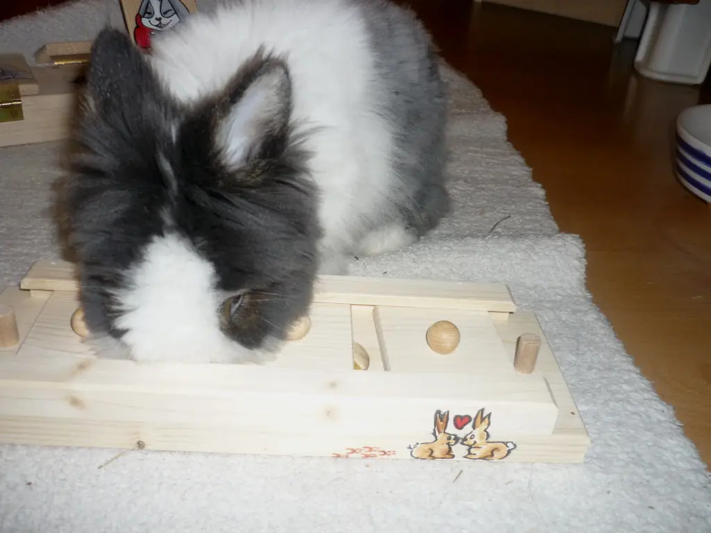 Schiebi