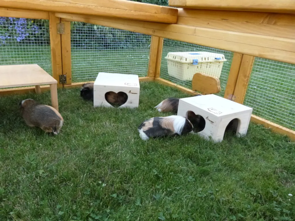 Freilaufgehege für Meerschweinchen